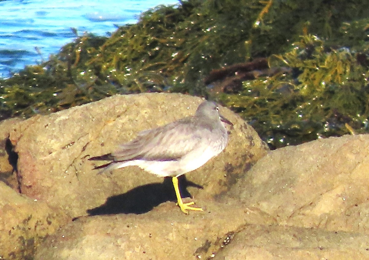 Wandering Tattler - ML608658775