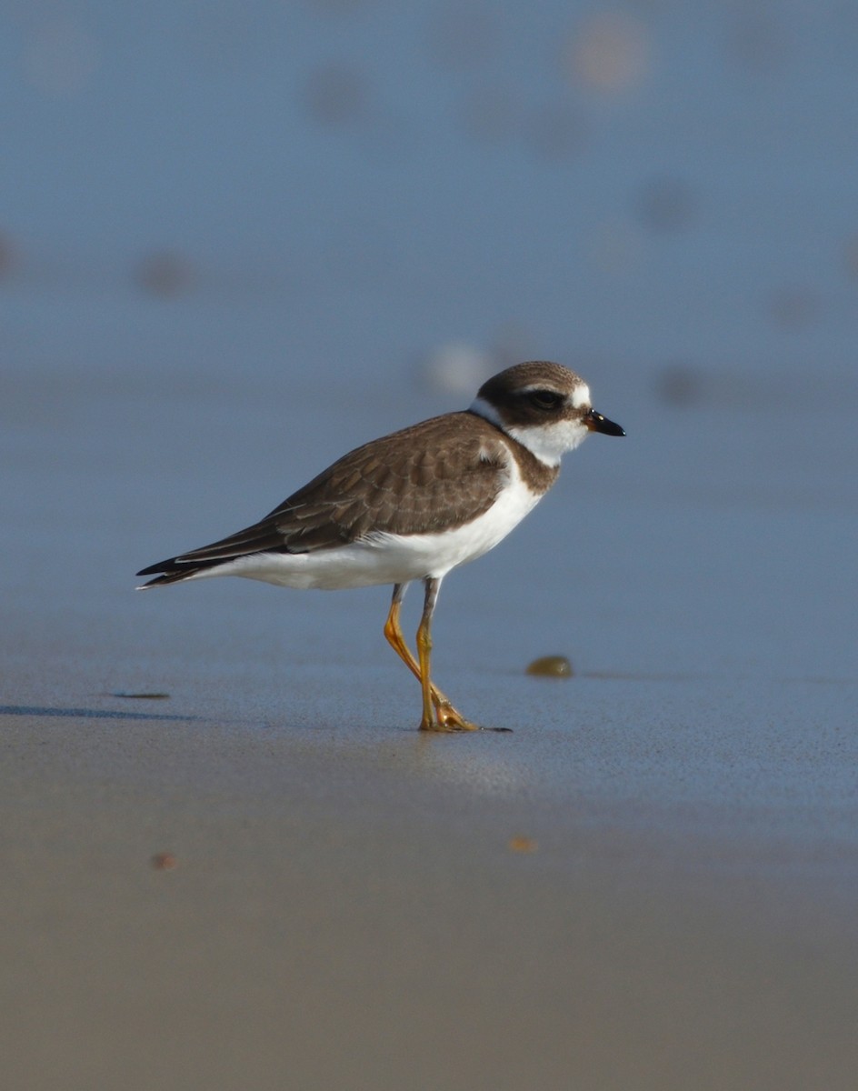 Semipalmated Plover - William Vest