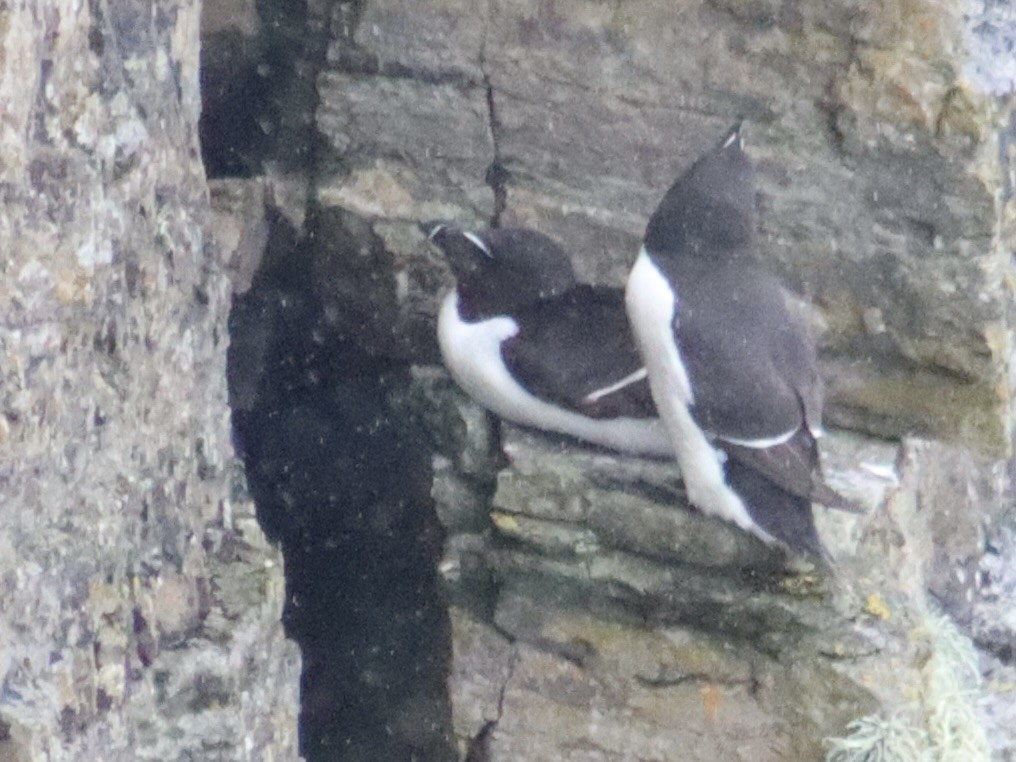 Razorbill - Jay West