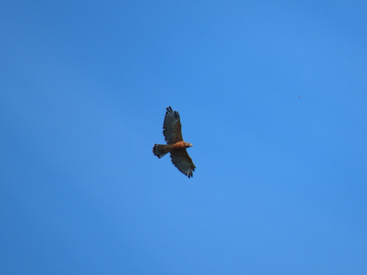 Red-shouldered Hawk - ML608658863