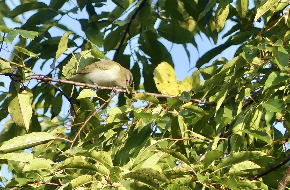 Kızıl Gözlü Vireo - ML608658864