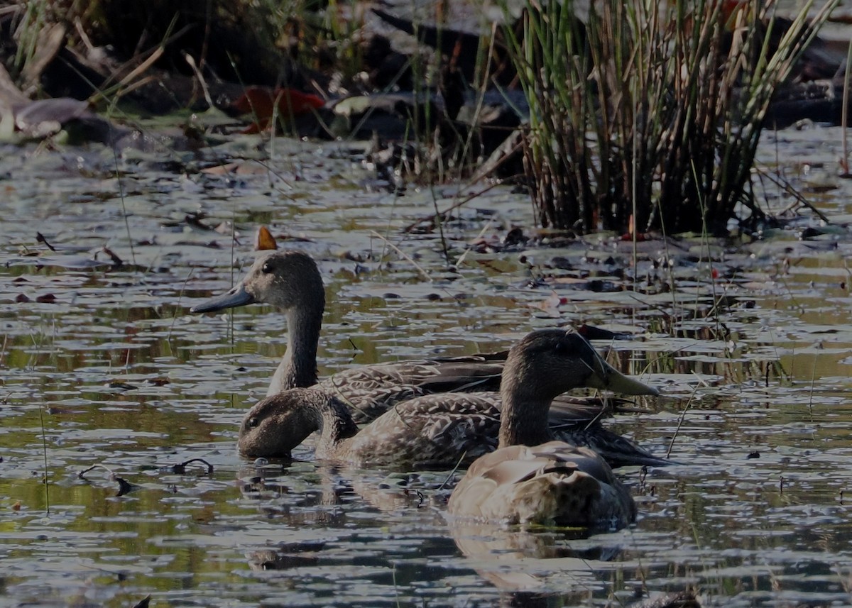 Blue-winged Teal - ML608658890