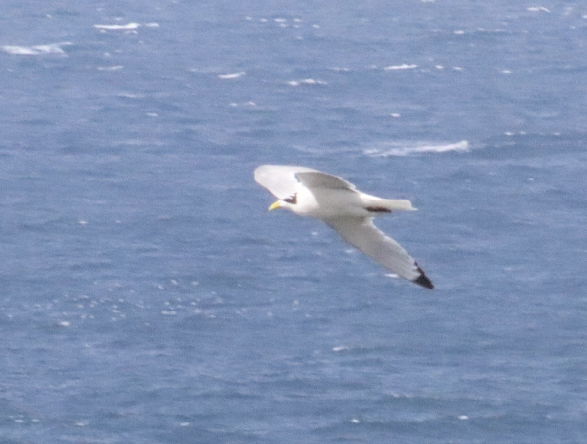 Black-legged Kittiwake - Jay West