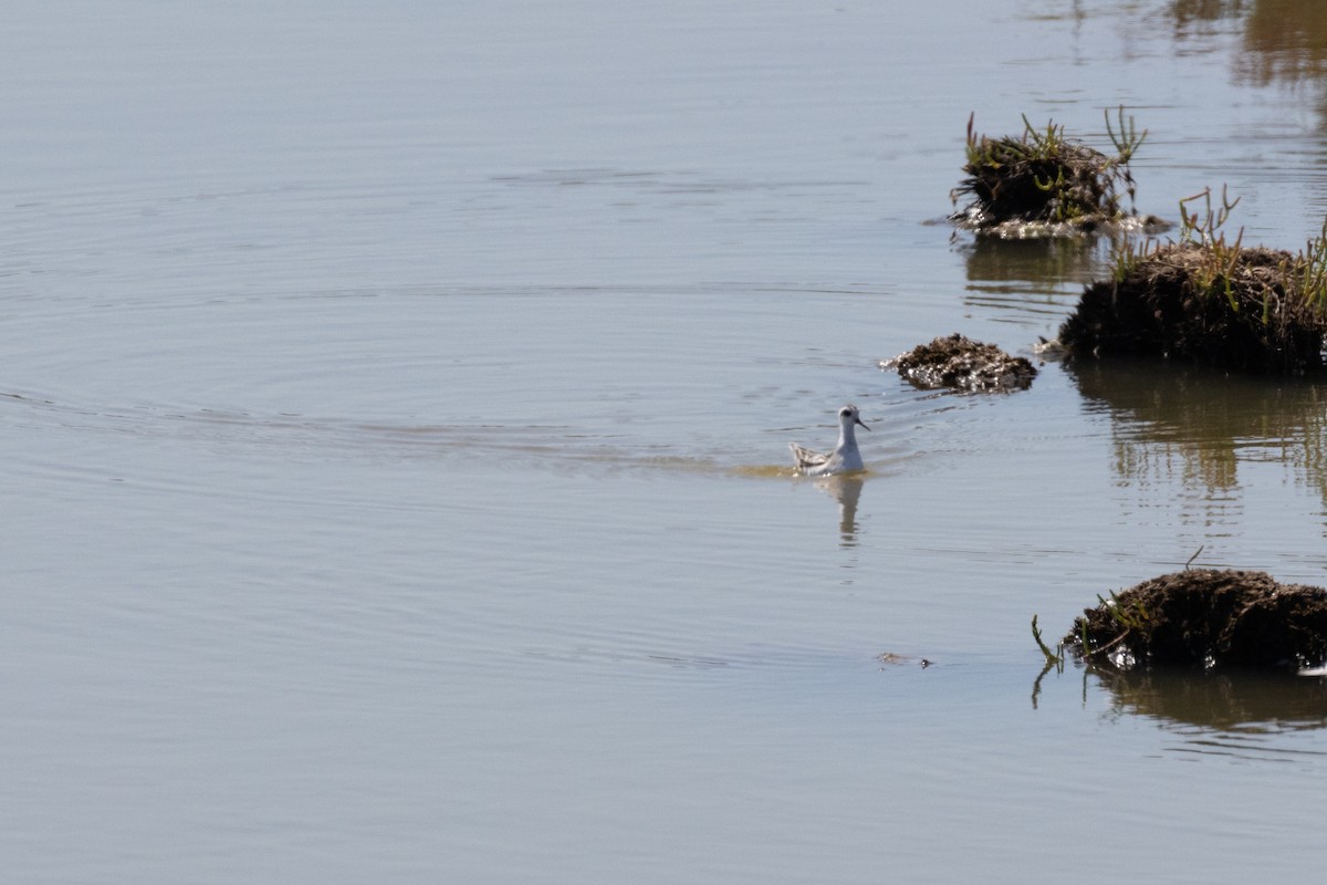 Red-necked Phalarope - ML608658994