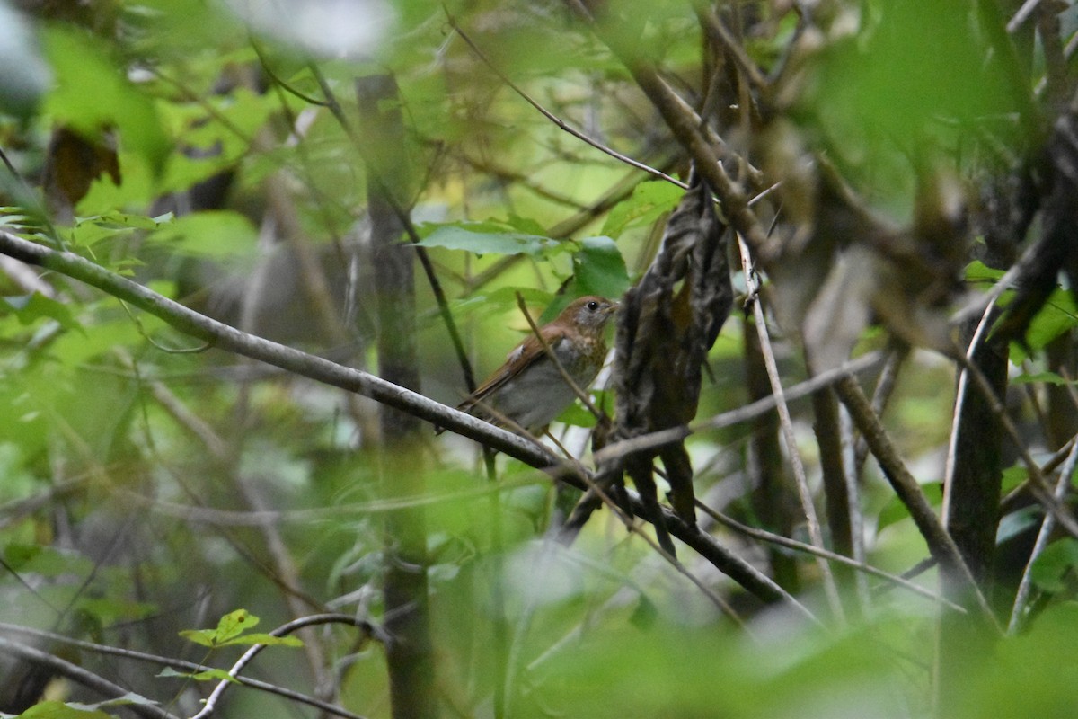 Veery - ML608659009