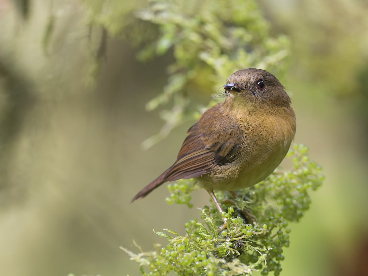 Bronze-olive Pygmy-Tyrant - Pseudotriccus pelzelni - Birds of the