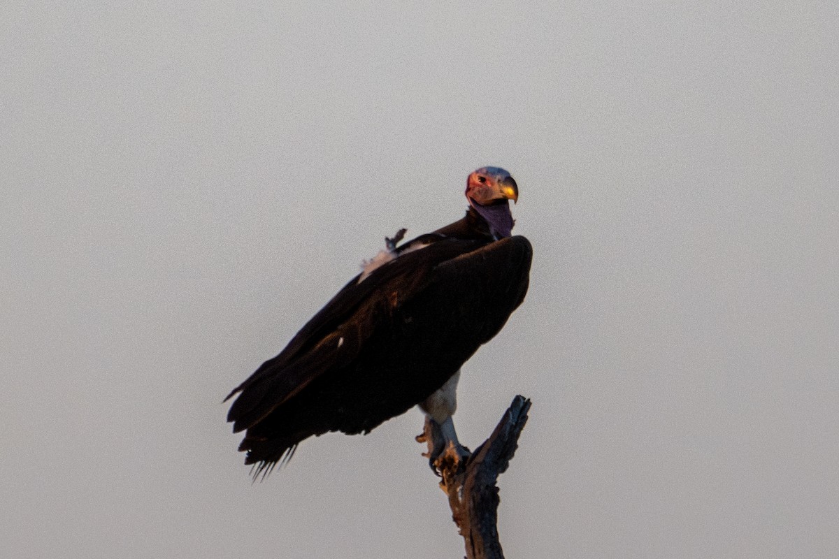 Lappet-faced Vulture - ML608659069