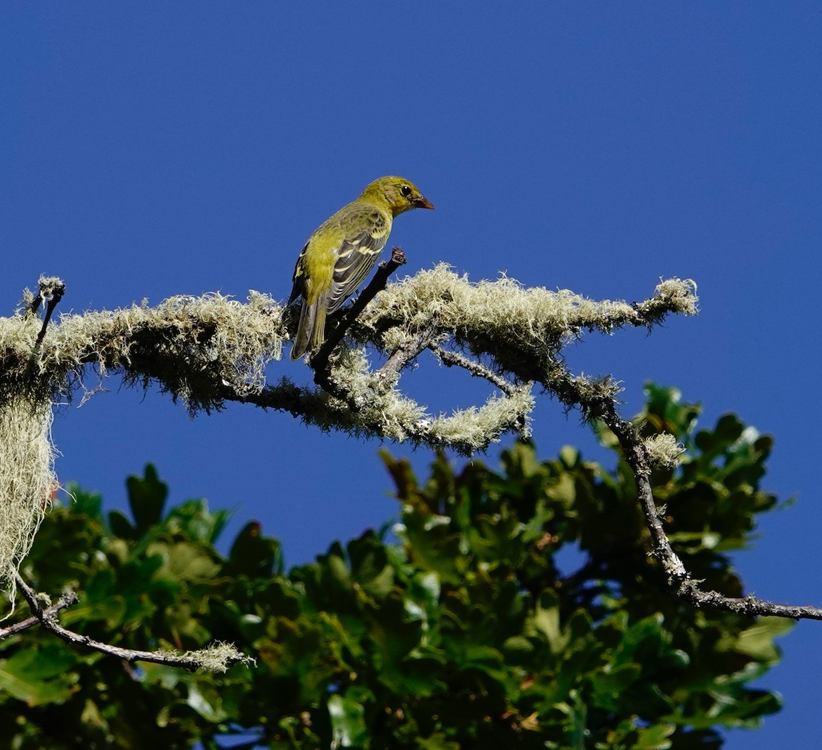 Western Tanager - ML608659086