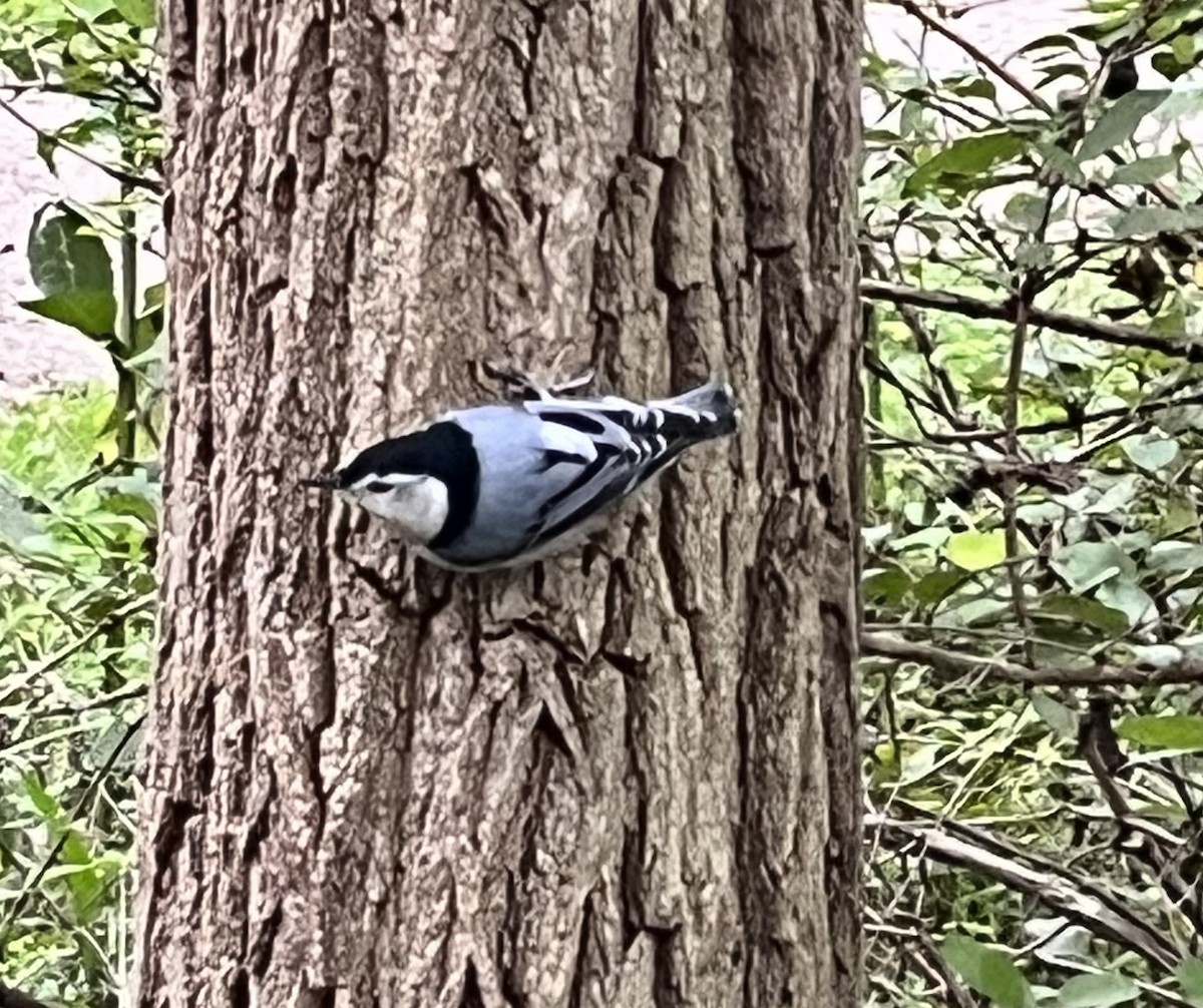 White-breasted Nuthatch - ML608659245