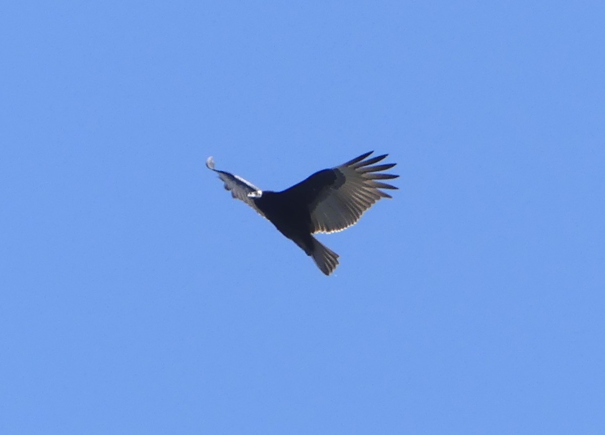 Turkey Vulture - Aziza Cooper