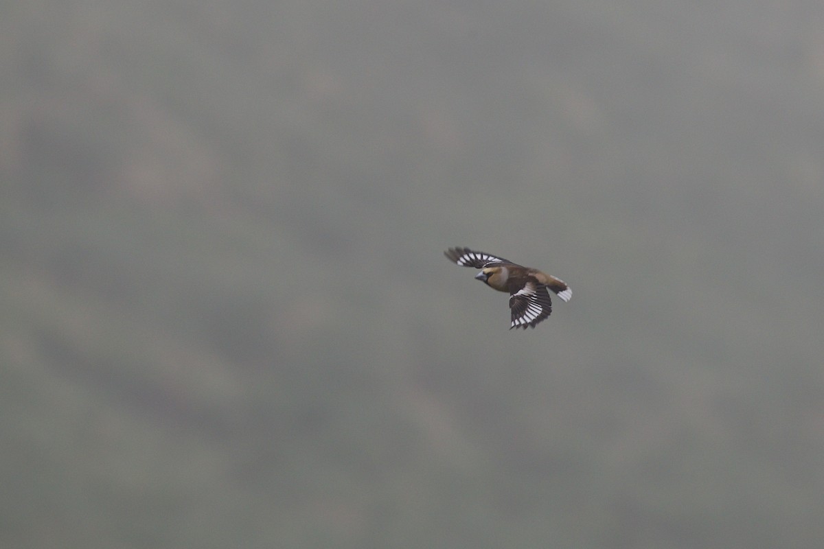 Hawfinch - Nathan Dubrow