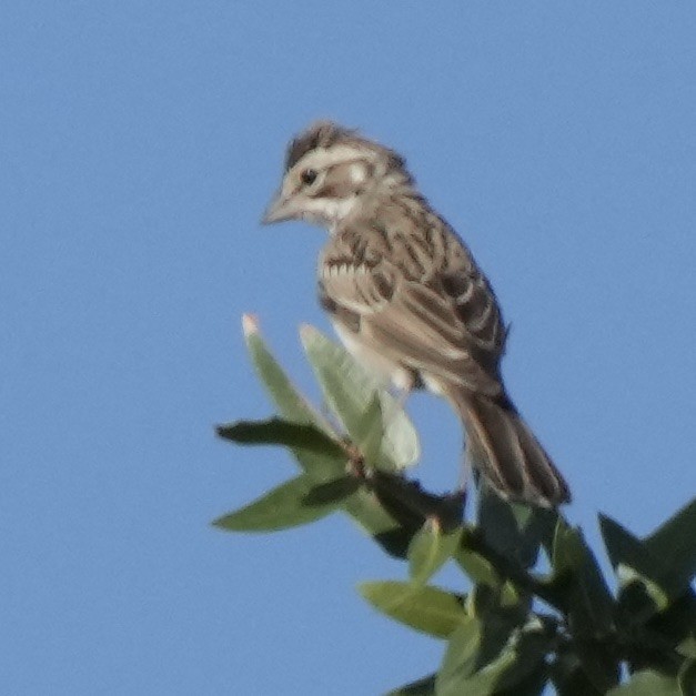 Lark Sparrow - Charlene Fan