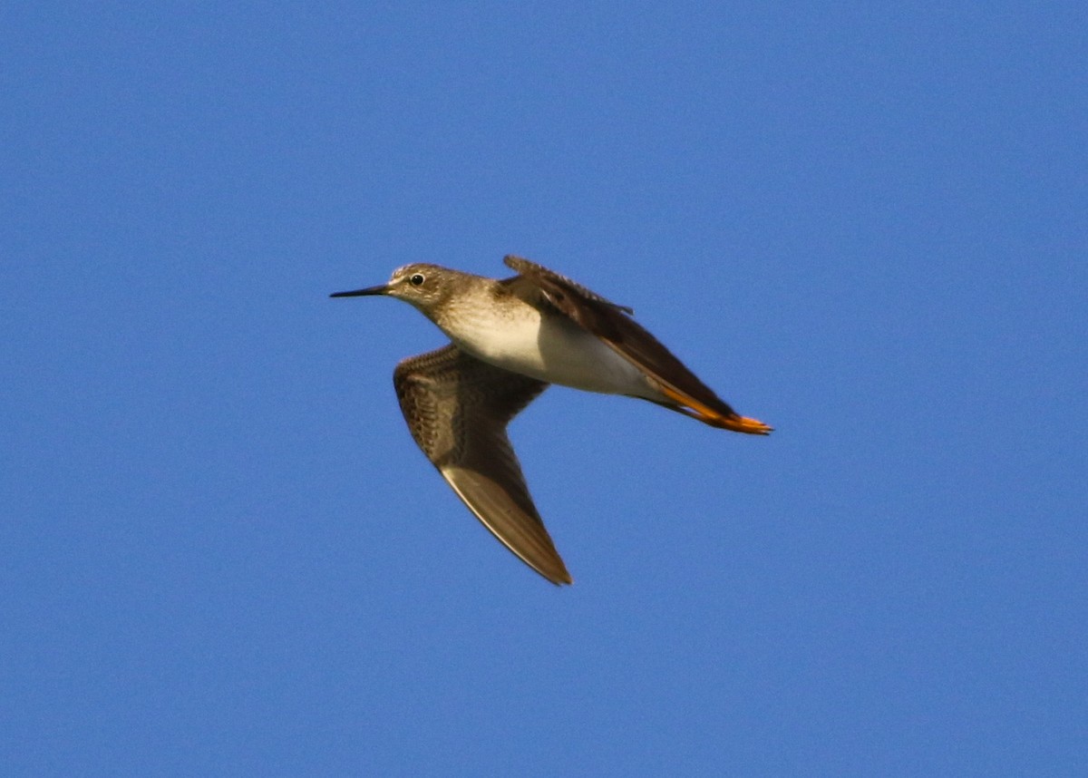 Lesser Yellowlegs - ML608659488
