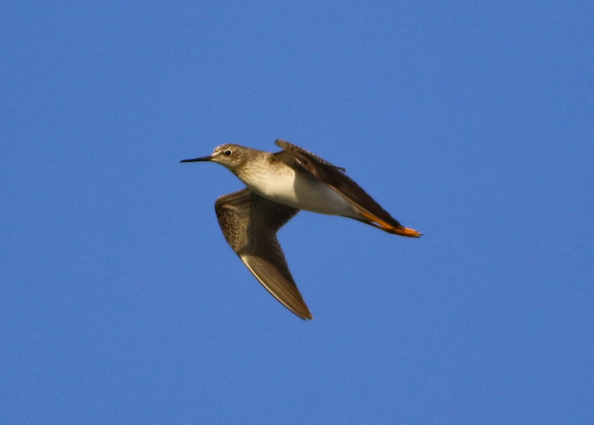 Lesser Yellowlegs - ML608659488