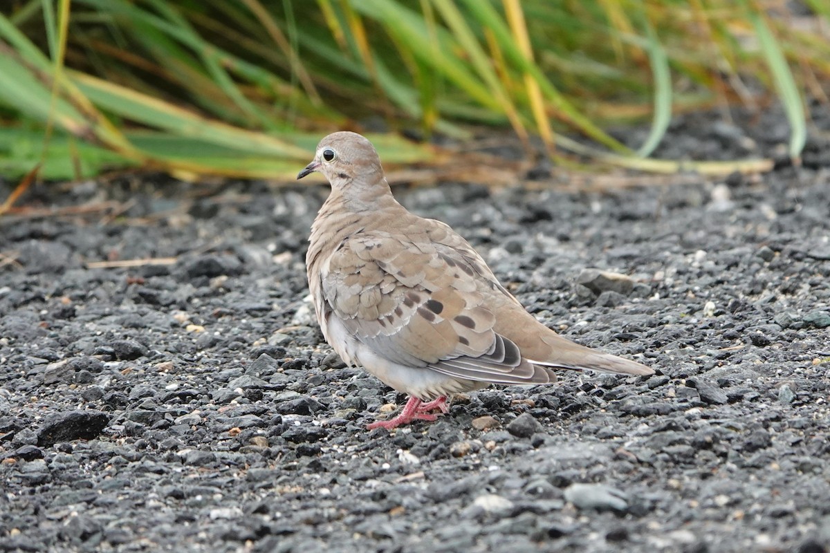 Mourning Dove - ML608659490