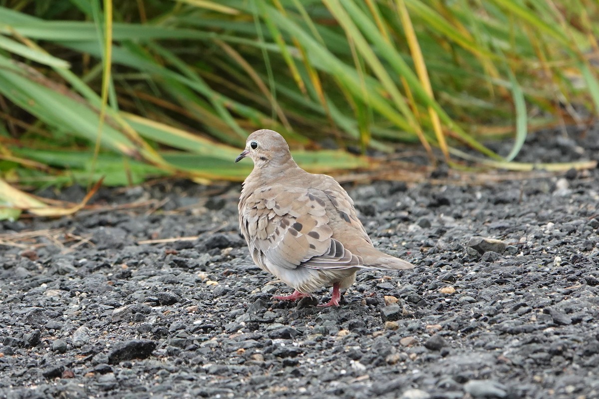 Mourning Dove - ML608659491