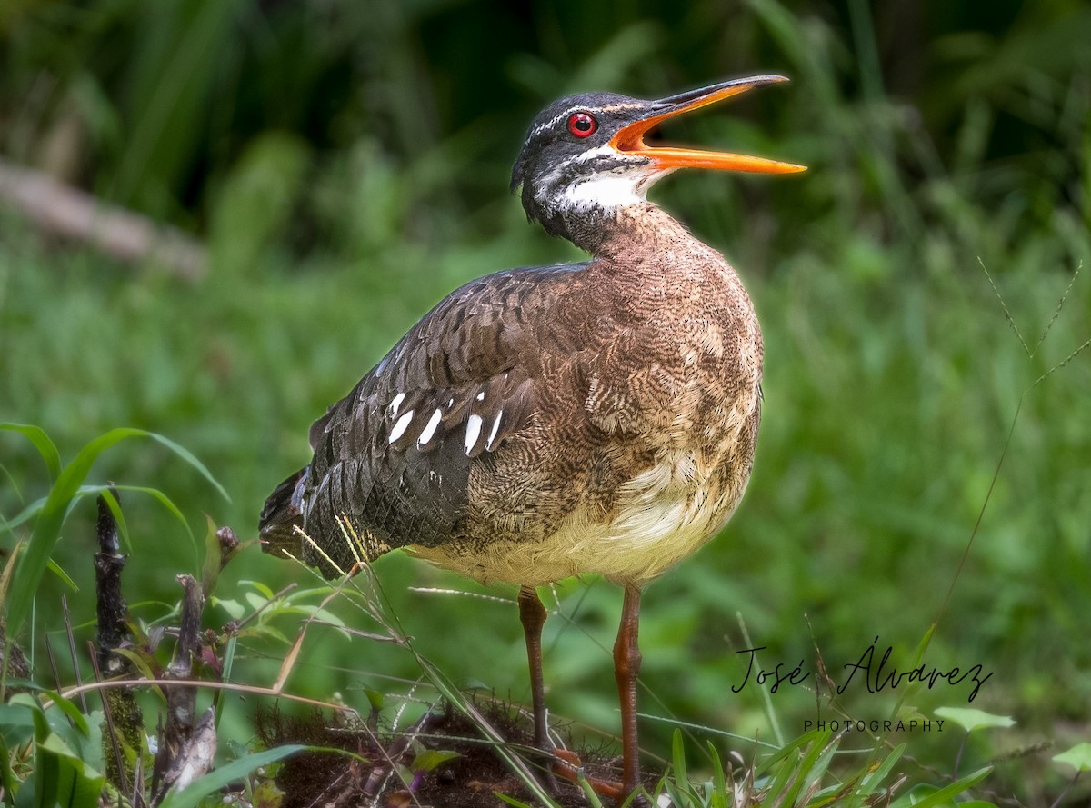 Sunbittern - ML608659497