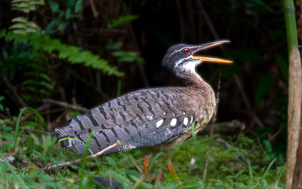 Sunbittern - ML608659498