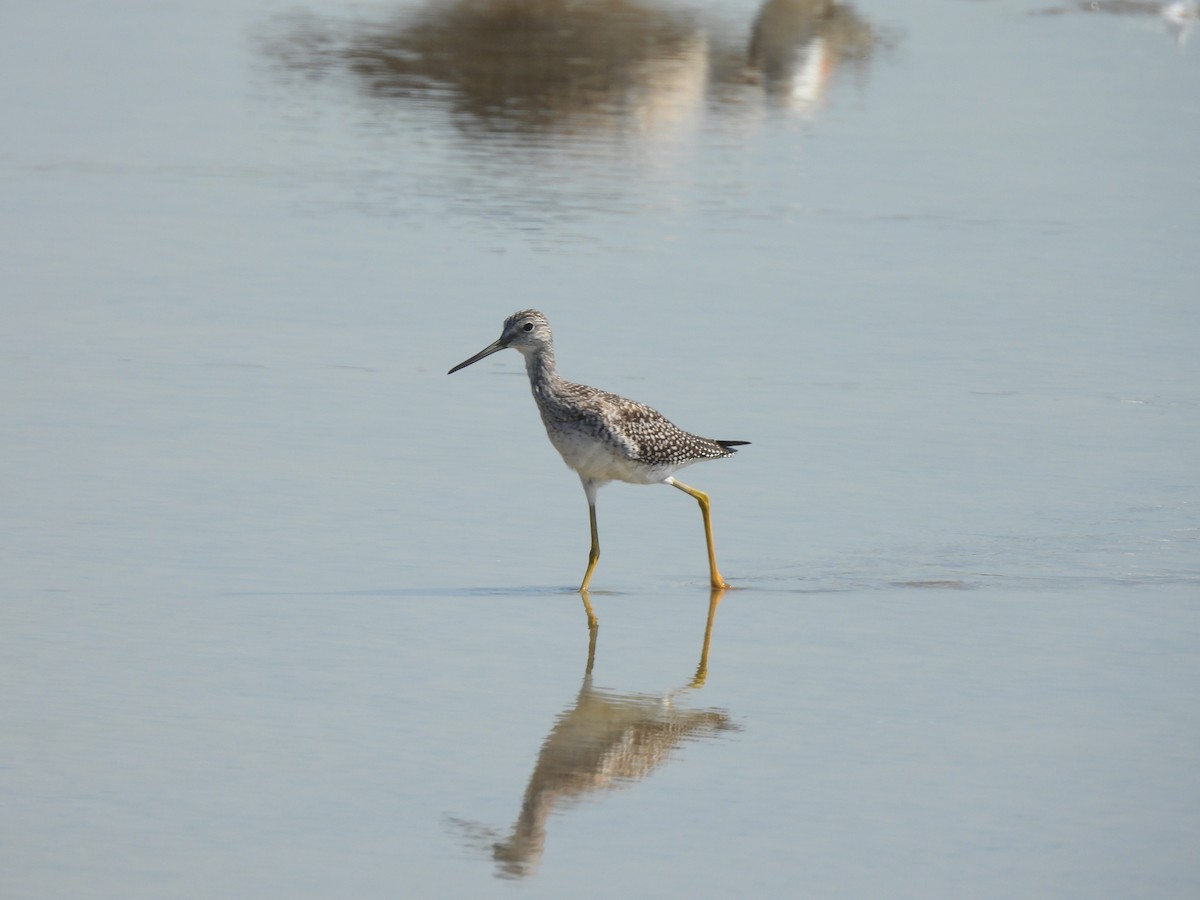 Greater Yellowlegs - ML608659589