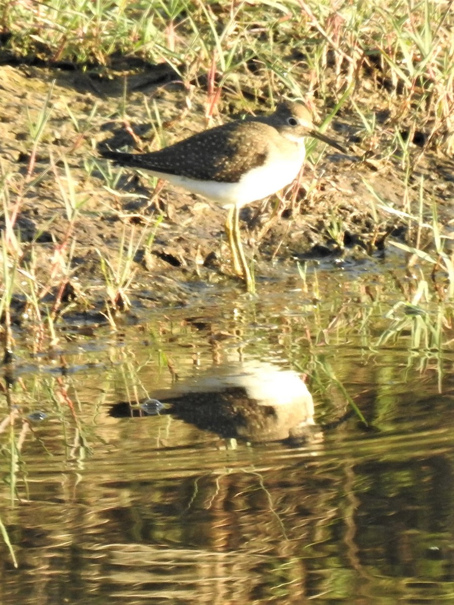 Solitary Sandpiper - ML608659654