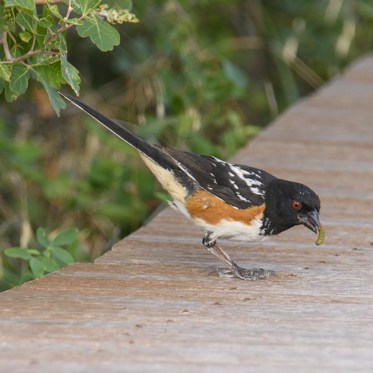 Spotted Towhee - ML608659772