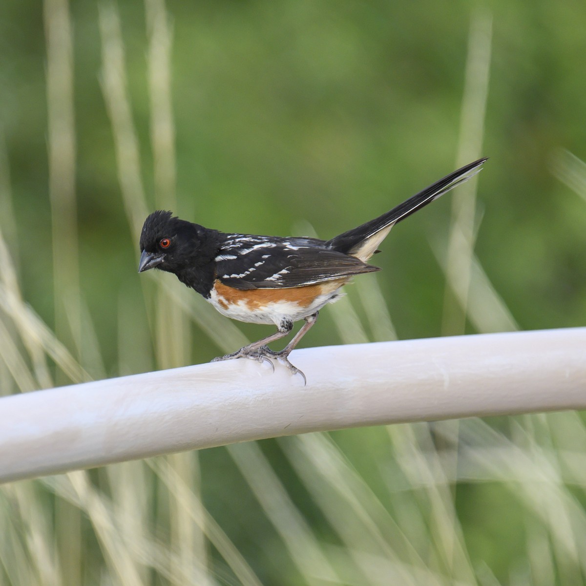 Spotted Towhee - ML608659774