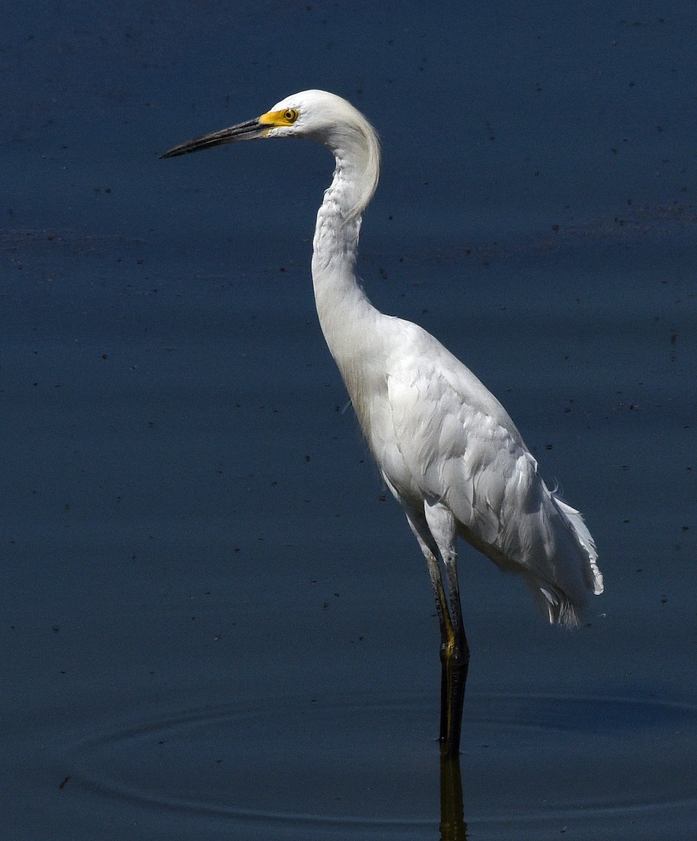 Snowy Egret - Steven Mlodinow