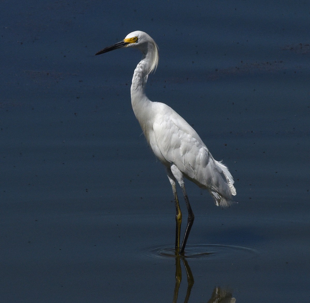 Snowy Egret - Steven Mlodinow