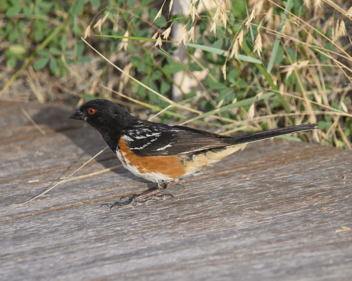 Spotted Towhee - ML608659804