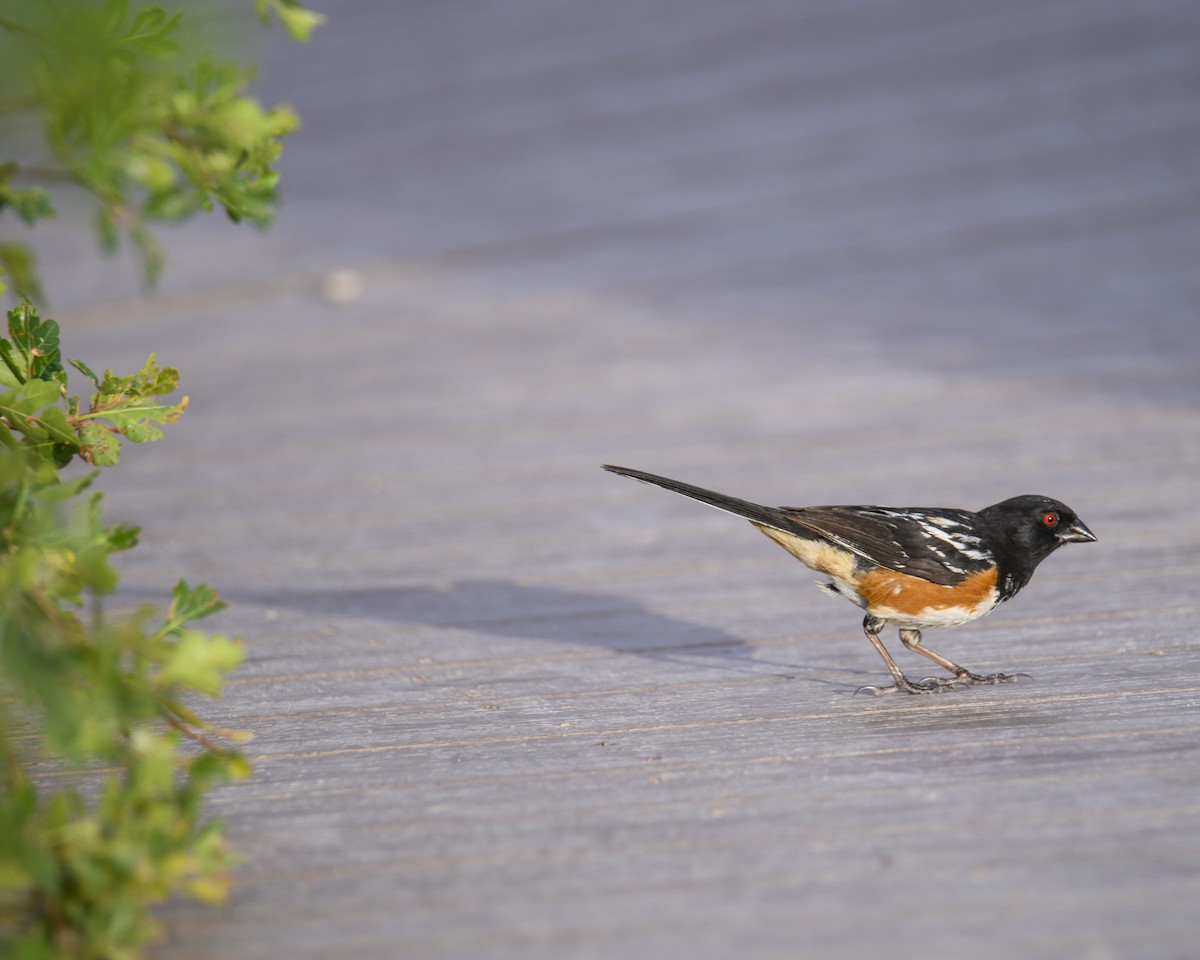 Spotted Towhee - ML608659806