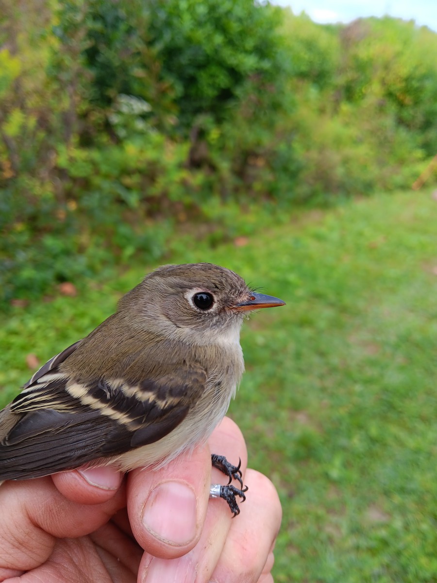 Least Flycatcher - ML608659814