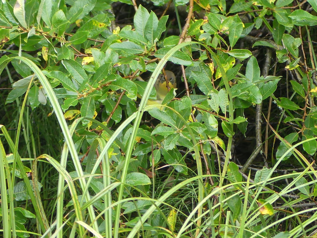 Common Yellowthroat - ML608659899