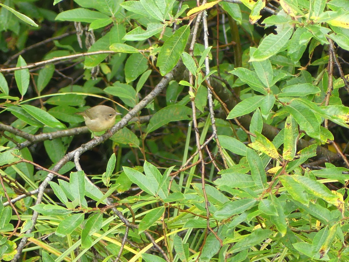 Common Yellowthroat - ML608659900