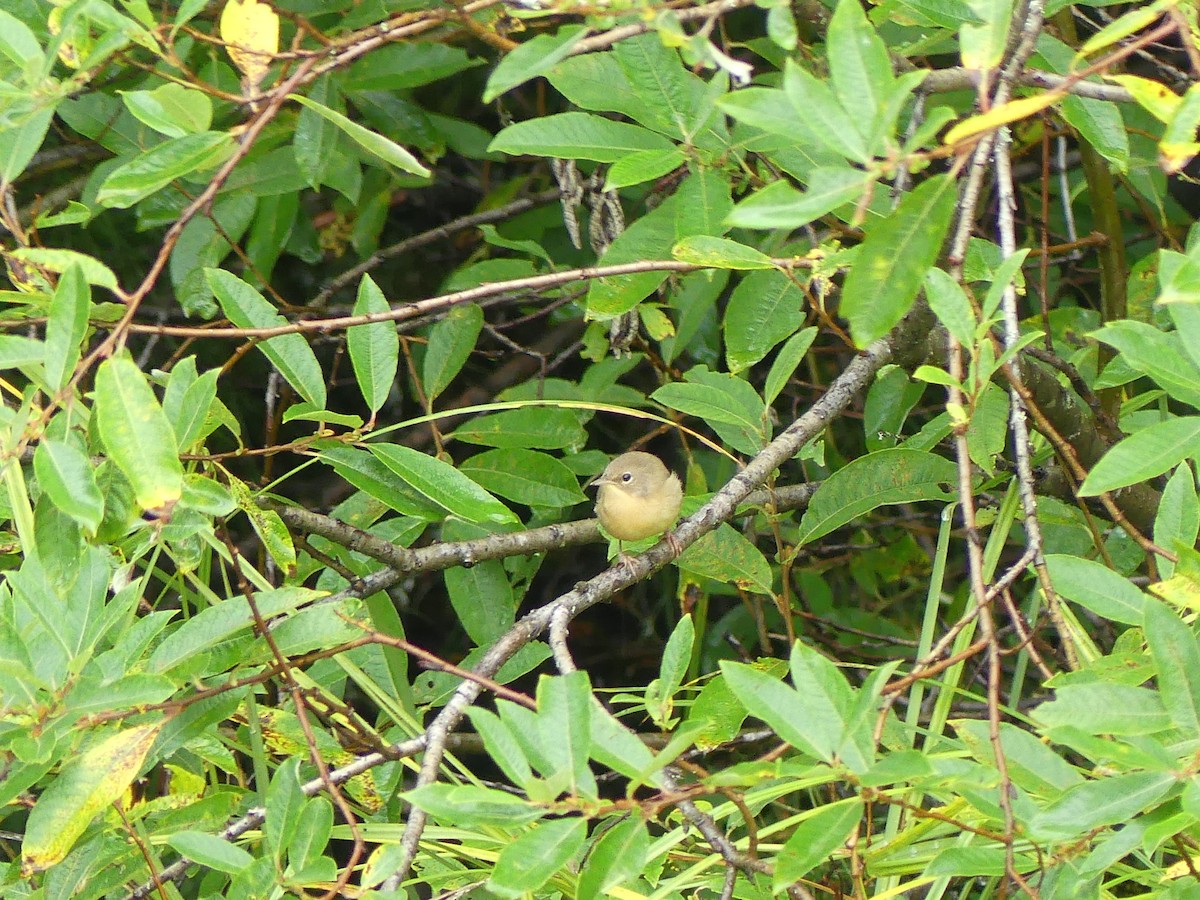 Common Yellowthroat - ML608659902