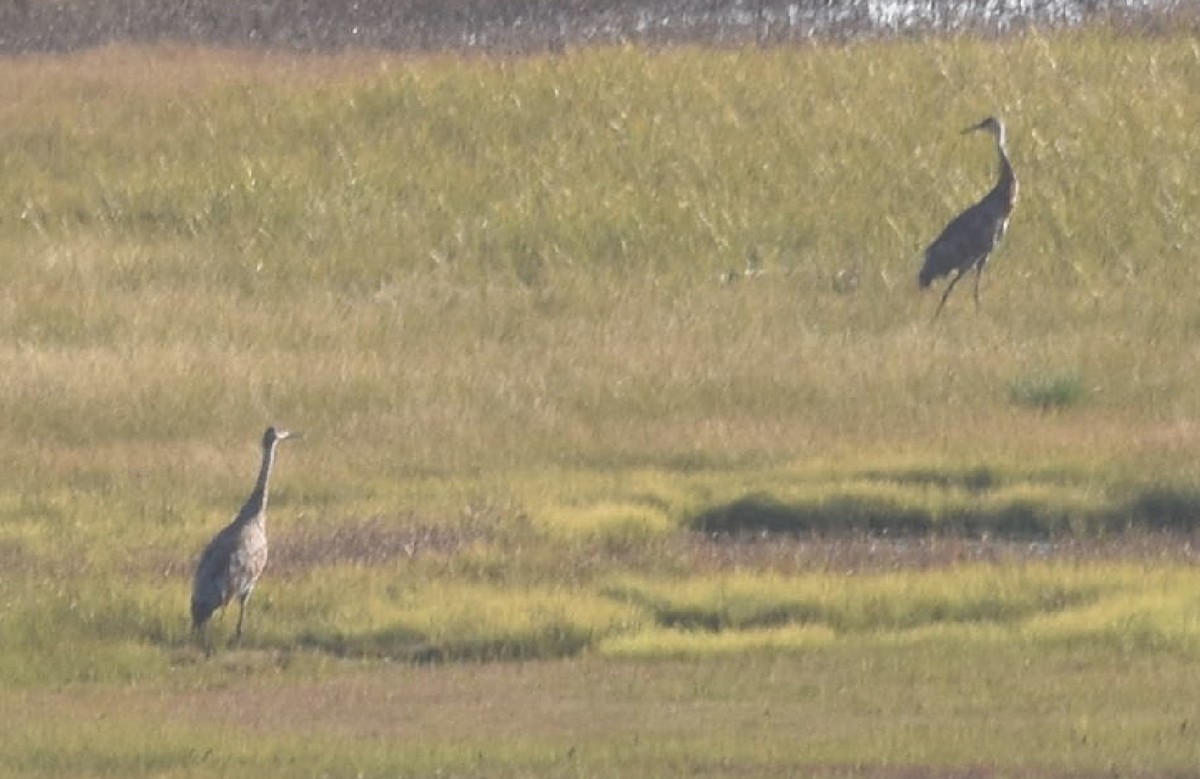 Sandhill Crane - ML608660126