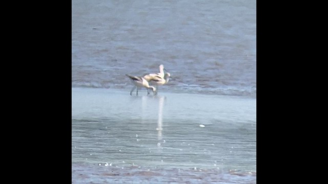 Avoceta Americana - ML608660163