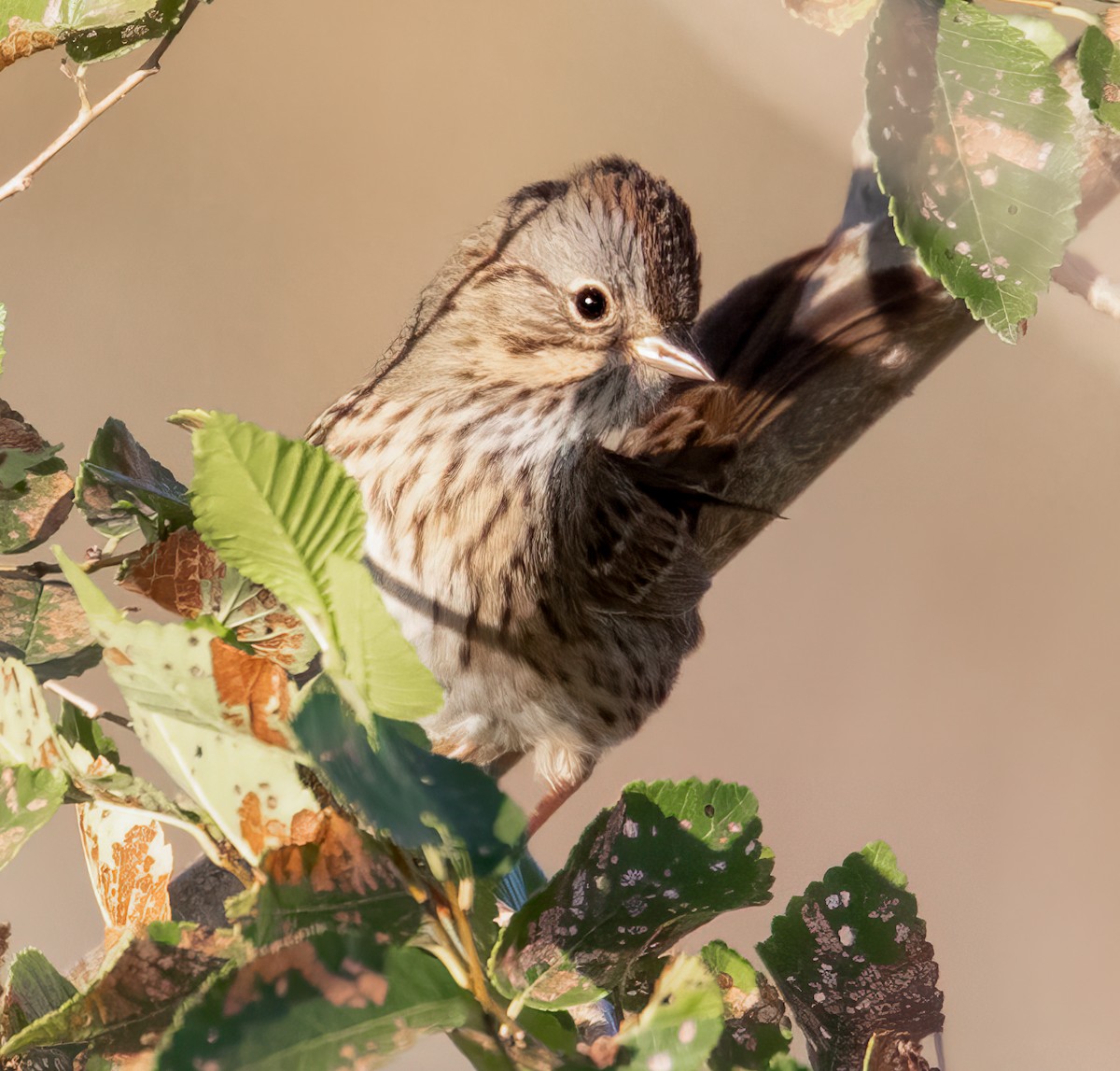 Lincoln's Sparrow - ML608660192