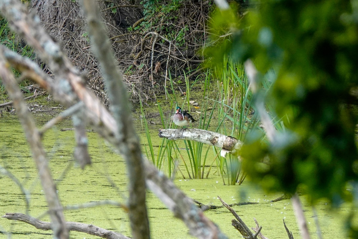 Wood Duck - ML608660225