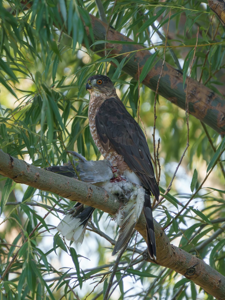 Cooper's Hawk - ML608660253