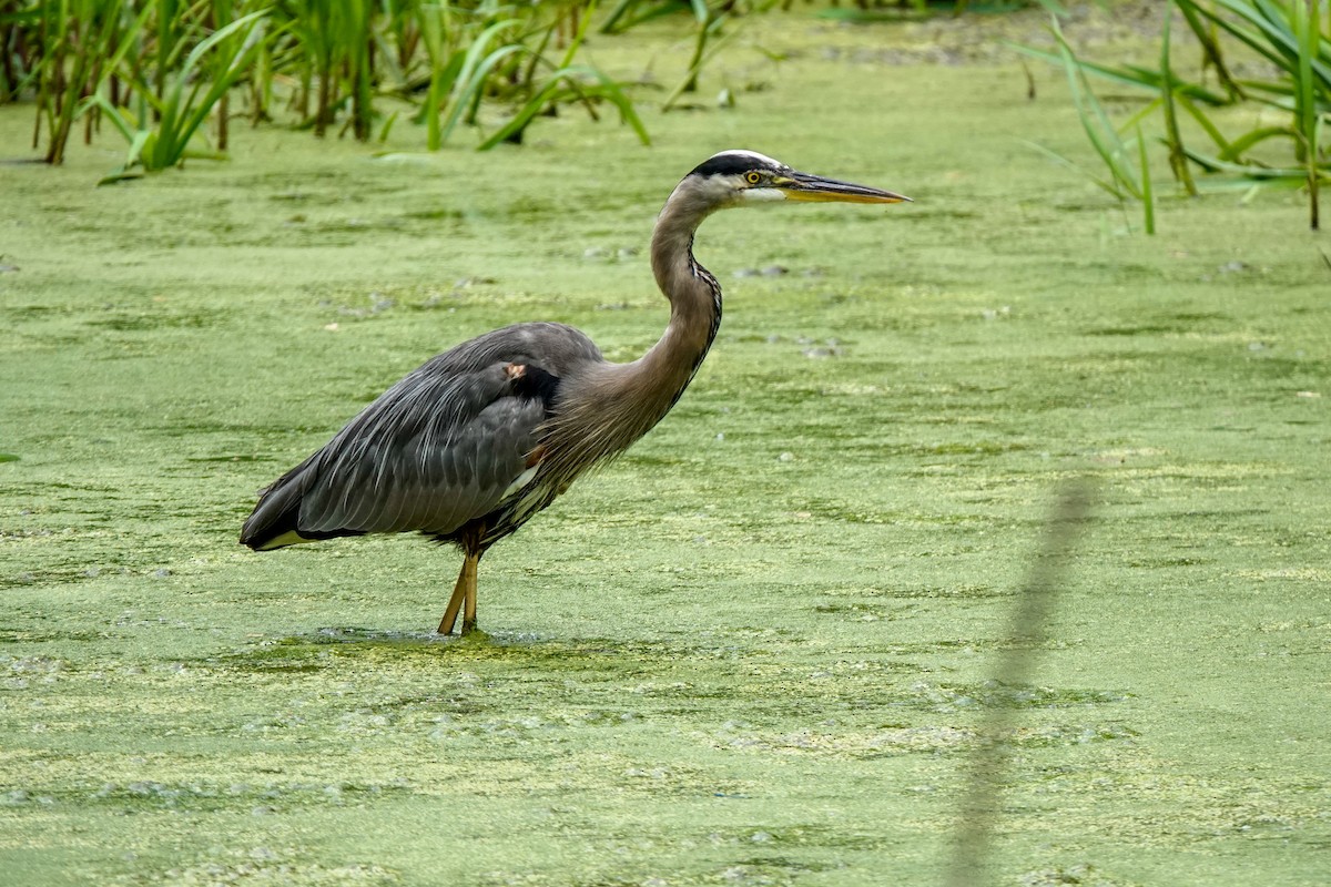 Great Blue Heron - ML608660272