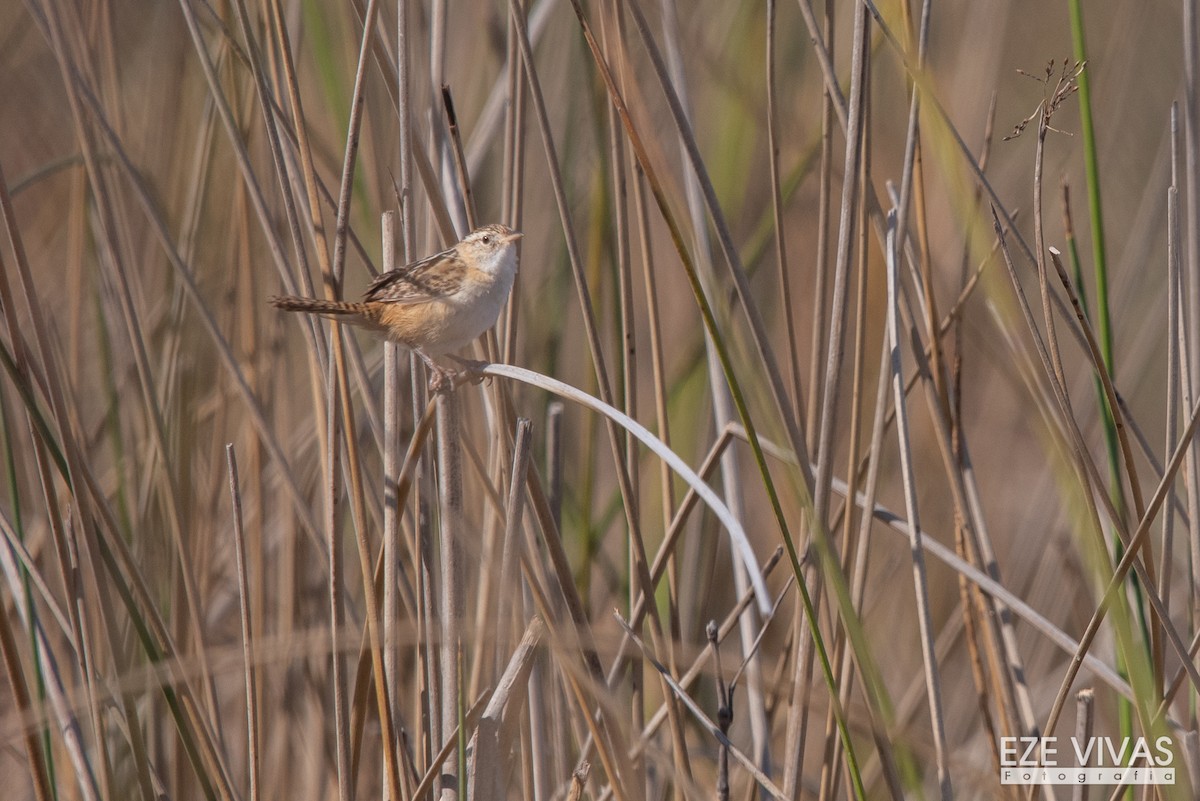 Grass Wren - Ezequiel Vivas