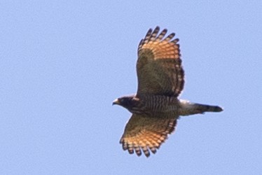Roadside Hawk - ML608660308