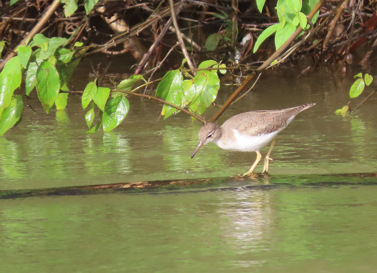 Spotted Sandpiper - ML608660411