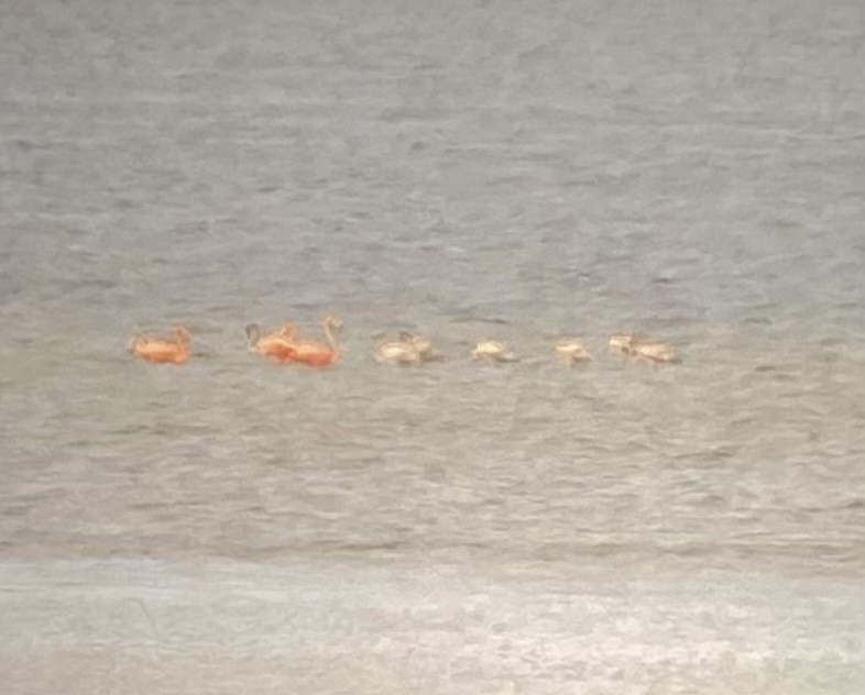 American Flamingo - ML608660413