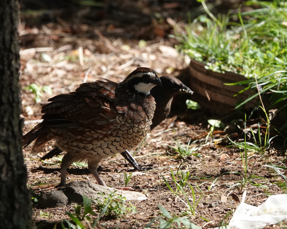 Northern Bobwhite - ML608660454