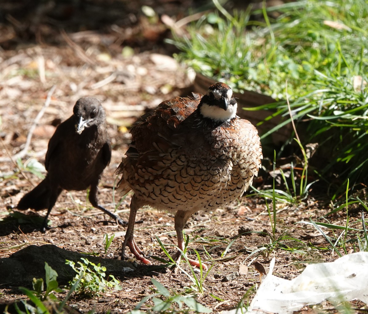 Northern Bobwhite - ML608660462