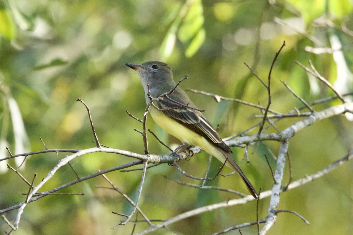 Great Crested Flycatcher - ML608660472
