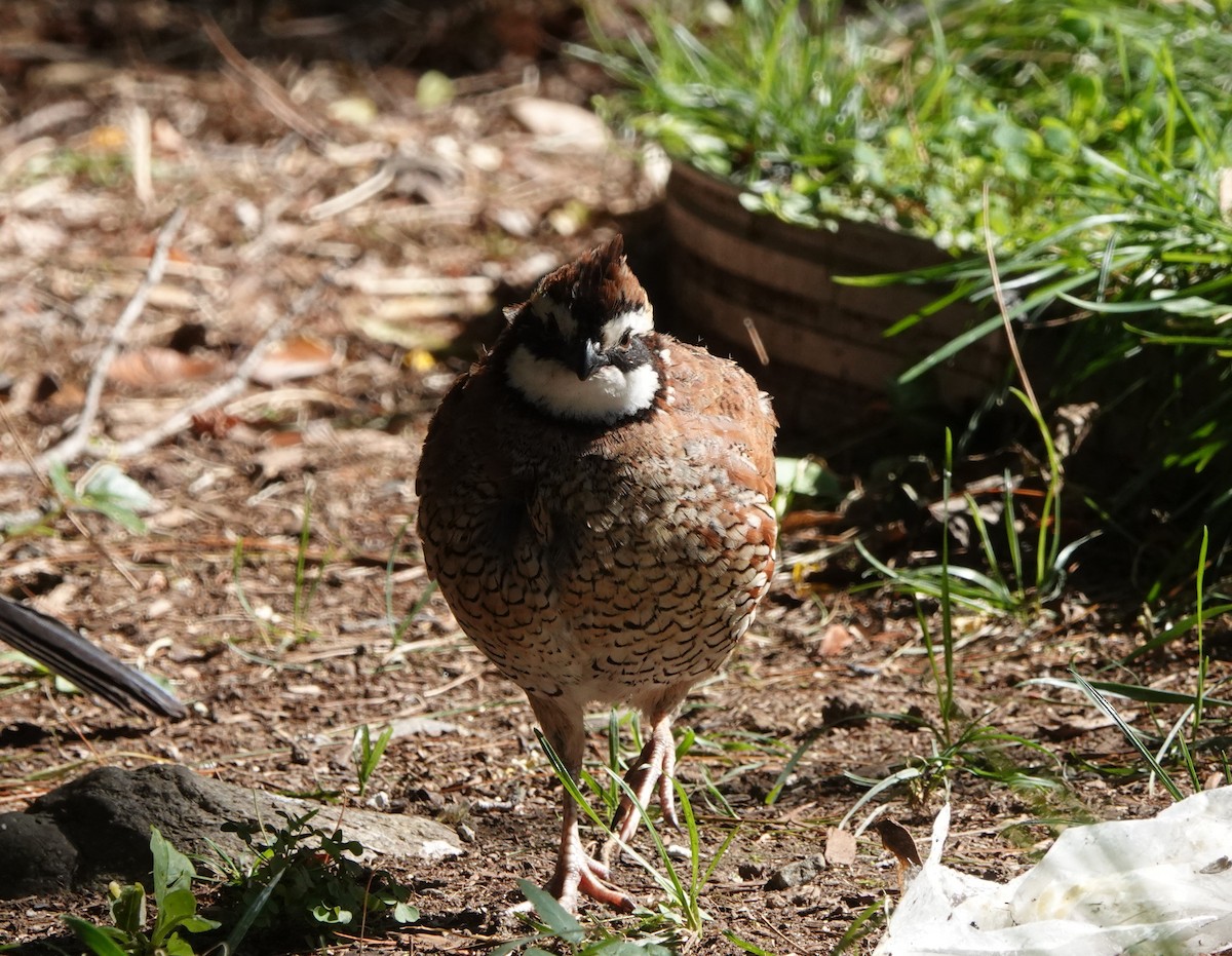 Northern Bobwhite - ML608660488