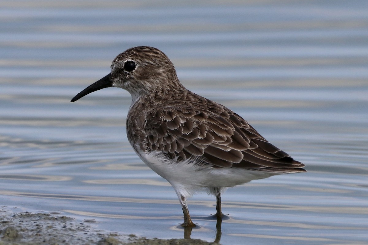 Least Sandpiper - ML608660587