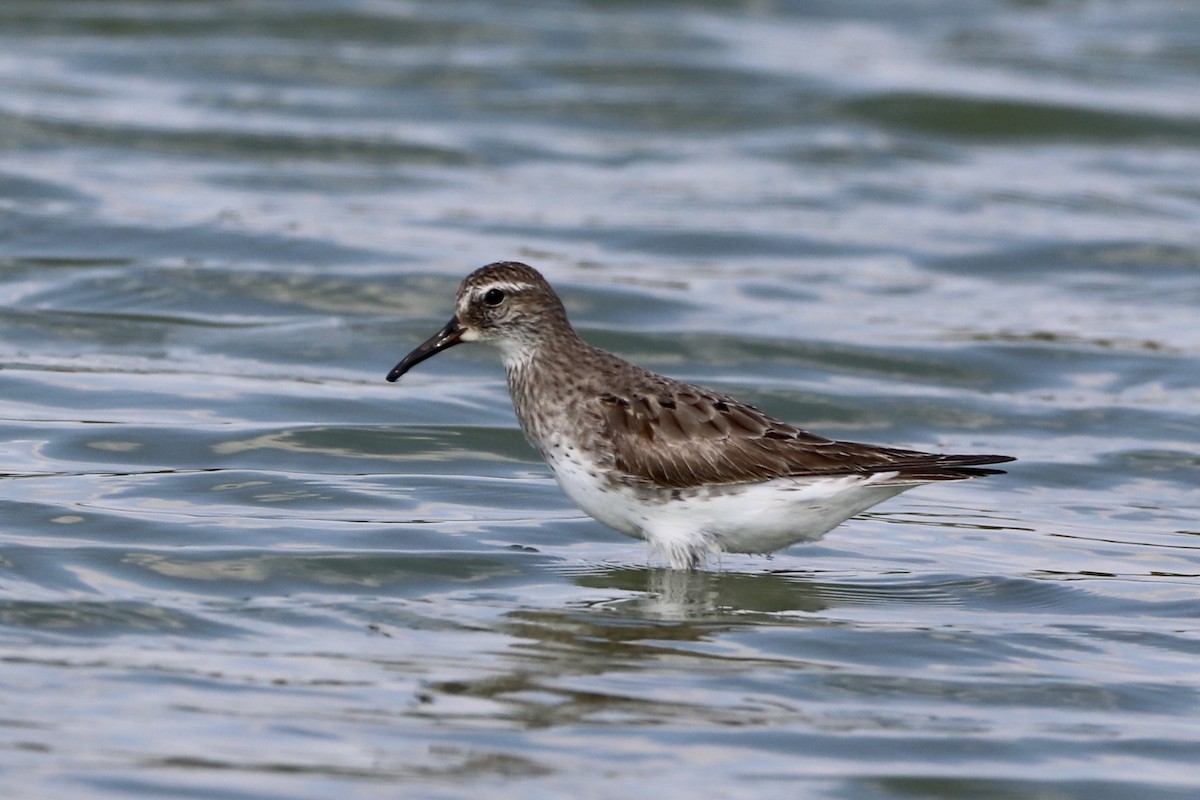 Weißbürzel-Strandläufer - ML608660609